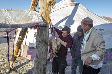 Spai Bashakhan with his sons, they skin a fox, which has been beaten by his eagle, the flesh of the fox they feed to the eagle, from the fur Spain makes Bahakhan caps, Olgii province, Mongolia, Asia