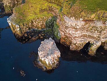 Aerial view of n (Morus bassanus) on the breeding rock Langanes with coast, Langanesbyggo, Norourland eystra, Iceland, Europe