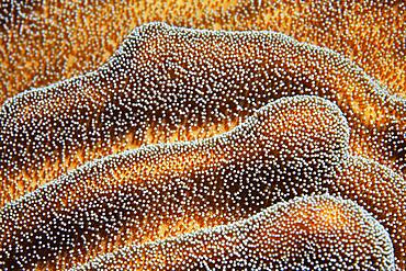 Soft coral, leather coral (Lobophytum) with semi-enclosed polyps, detail, Pacific, Great Barrier Reef, UNESCO World Heritage, Australia, Oceania