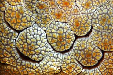 Detail of Forsskal's Pleurobranch (Pleurobranchus forskalii), Backshielded Snail, Nudibranch, Detail, Pacific, Great Barrier Reef, UNESCO World Heritage, Australia, Oceania