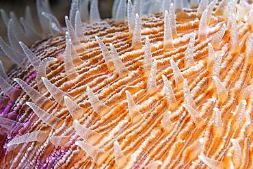 Polyps of a mushroom coral (Fungiidae) Pacific, Great Barrier Reef, UNESCO World Heritage, Australia, Oceania