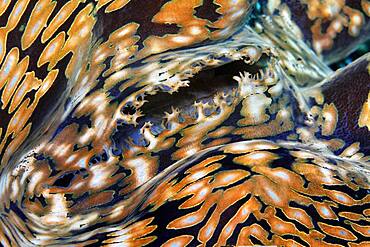 Syphon of giant clam (Tridacna gigas), Clam meat, detail, pacifica, Great Barrier Reef, UNESCO World Heritage, Australia, Oceania