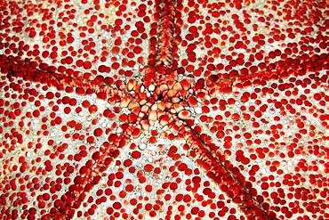 Underside with mouth of spiny cushion star (Culcita novaeguineae), Detail, Starfish, Pacific, Great Barrier Reef, Australia, Oceania