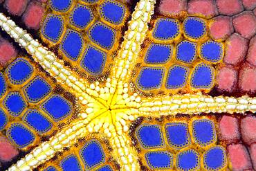 Graphic structure on underside of Red Pillow Starfish (Halithyle regularis), detail, Pacific, Great Barrier Reef, UNESCO World Heritage, Australia, Oceania