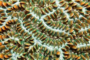 Colony of coral polyps in brain corallae (Physogyra lichtensteini), Pacific, Great Barrier Reef, UNESCO World Heritage Site, Australia, Oceania