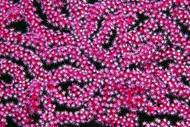 Open coral polyps on Mopsella sea fan (Mopsella) Pacific, Great Barrier Reef, UNESCO World Natural Heritage, Australia, Oceania