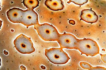 Detail of Eye patch sea cucumber (Bohadschia argus), Pacific, Great Barrier Reef, Australia, Oceania