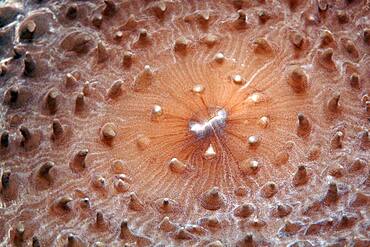 Slice anemone, Giant Cup Mushroom (Amplexidiscus fenestrafer), detail with mouth, Pacific, Great Barrier Reef, UNESCO World Heritage, Australia, Oceania