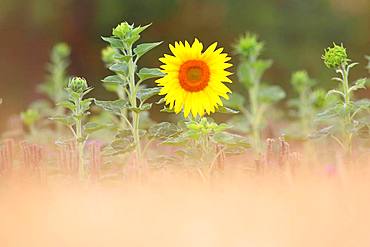 Sunflower (Helianthus annuus), Solms, Hesse, Germany, Europe