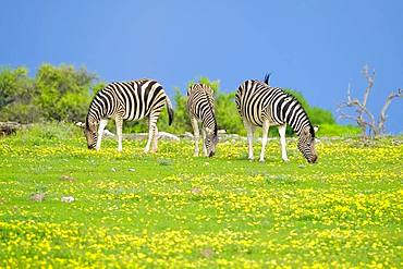 Burchells Zebras (Equus quagga burchellii) are grazing. Etosha National Park, Namibia, Africa