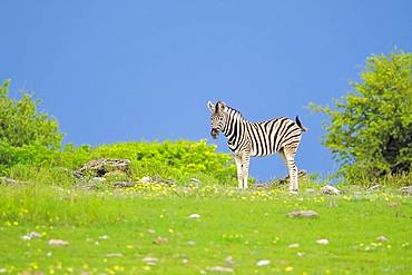 Burchells Zebra (Equus quagga burchellii) in Etosha National Park, Namibia, Africa