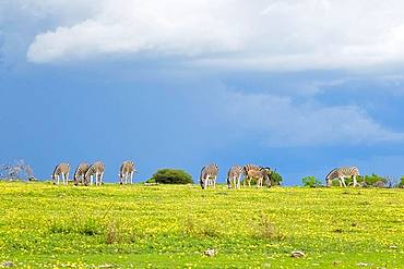 Burchells Zebras (Equus quagga burchellii) grazing in Etosha National Park, Namibia, Africa