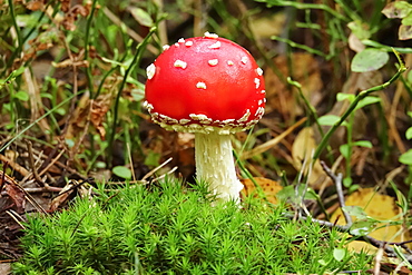 Fly agaric (Amanita muscaria) in moss, Germany, Europe