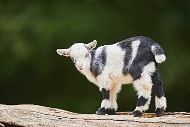 Domestic goat (Capra aegagrus hircus), kid, standing on a stone, Germany, Europe