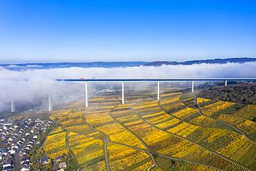 Aerial view, Hochmosel bridge over river Moselle, vineyards in autumn, Zeltingen, Rachtig, Rhineland-Palatinate, Germany, Europe