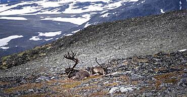 Reindeer (Rangifer tarandus) on the mountainside of Veslfjellet, Besseggen, Jotunheimen National Park, Vaga, Innlandet, Norway, Europe