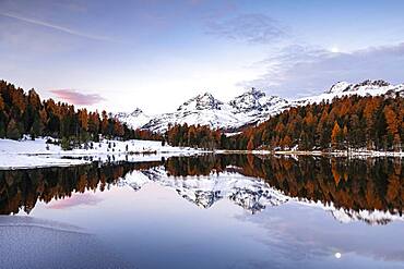 Autumnal larches with snow-covered mountain peaks are reflected in Lake Staz, Lej da Staz, St. Moritz, Engadin, Grisons, Switzerland, Europe