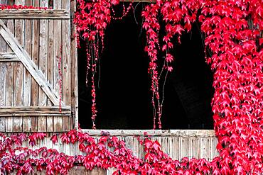 Boston ivy (Parthenocissus tricuspidata) hanging from an old wooden door, Weiz, Austria, Europe