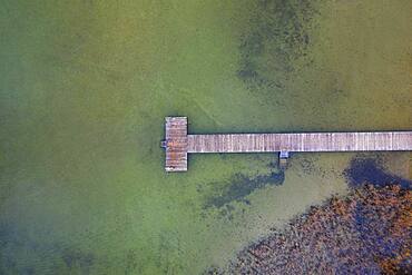 Bathing jetty with reed belt at Mondsee, drone photo, aerial view, Mondseeland, Salzkammergut, Upper Austria, Austria, Europe