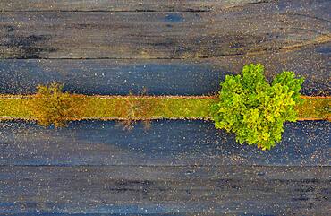 Car parking lot with colourful deciduous trees, from above, drone photo, aerial photo, Mondseeland, Salzkammergut, Upper Austria, Austria, Europe