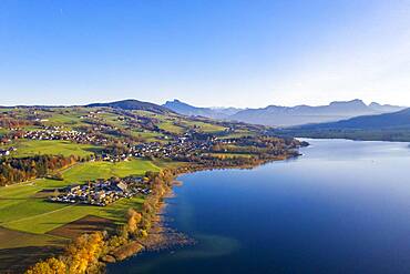 Autumnally discoloured deciduous trees at the Irrsee lake with view to Zell am moss, drone photo, aerial photo, Salzkammergut, Upper Austria, Austria, Europe