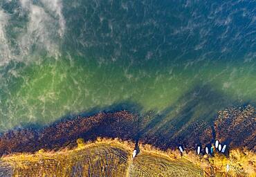 Wafts of fog at Irrsee with fishing boats in the reed belt, ground fog, from above, drone photo, aerial view, Zell am moss, Salzkammergut, Upper Austria, Austria, Europe