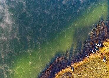 Wafts of fog at Irrsee with fishing boats in the reed belt, ground fog, from above, drone photo, aerial view, Zell am moss, Salzkammergut, Upper Austria, Austria, Europe