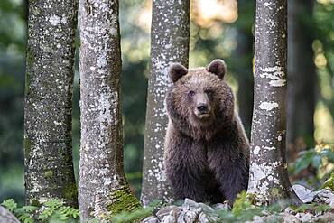 European brown bear (Ursus arctos arctos) in forest, in the wild, Notranjska region, Dinaric Alps, Slovenia, Europe