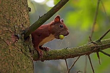 Eurasian red squirrel (Sciurus vulgaris) with acorn in its mouth, Schleswig-Holstein, Germany, Europe