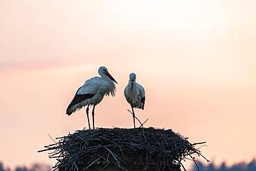 White stork, stork nest in the evening light, pair, Ciconia ciconia, Luetzelsee, Canton Zurich, Switzerland, Europe