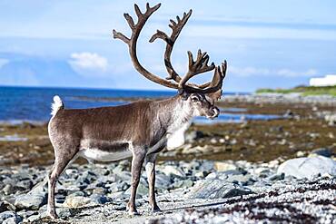 Reindeer (Rangifer tarandus) on the coast, Lyngenfjord, Northern Norway, Norway, Europe