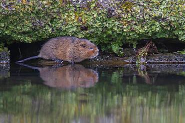 Water vole (Arvicola amphibius) adult on the edge of a canal, Derbyshire, England, United Kingdom, Europe