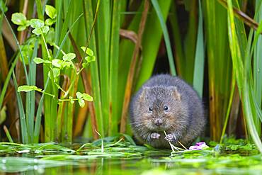 Water vole (Arvicola amphibius) adult feeding by a pond, Kent, England, United Kingdom, Europe