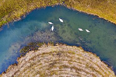 Natural course of the Zellerache river from the Irrsee with swans, wet meadow, from above, drone photo, aerial photo, Mondseeland, Salzkammergut, Upper Austria, Austria, Europe