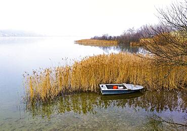 Fishing boat at the reed belt of the Irrsee, from above, drone photo, aerial view, Zell am moss, Mondseeland, Salzkammergut, Upper Austria, Austria, Europe