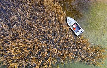 Fishing boat at the reed belt of the Irrsee, from above, drone photo, aerial view, Zell am moss, Mondseeland, Salzkammergut, Upper Austria, Austria, Europe