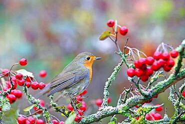 European robin (Erithacus rubecula) with hawthorn berries, Solms, Hesse, Germany, Europe