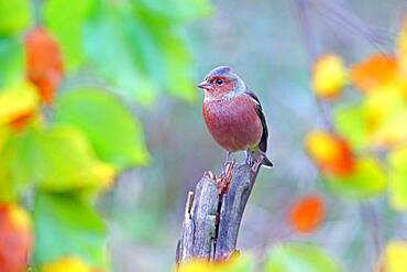 Common chaffinch (Fringilla coelebs) male sitting on root, Solms, Hesse, Germany, Europe