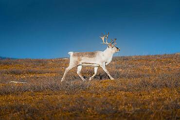 White reindeer, Skaidi, Finnmark, Norway, Europe