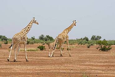 West African giraffes (Giraffa camelopardalis peralta) with young animal in dry landscape, Koure Giraffe Reserve, Niger, Africa