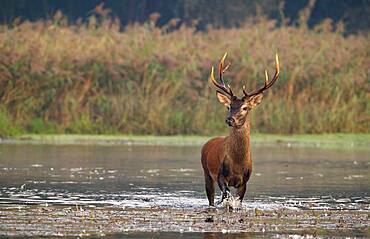 Red deer (Cervus elaphus), running through water, Danube floodplain, Lower Austria, Austria, Europe