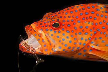 Vermillion seabass (Cephalopholis miniata) with cleaner shrimp (Urocaridella antonbruunii), Pacific, Indian Ocean, Red Sea