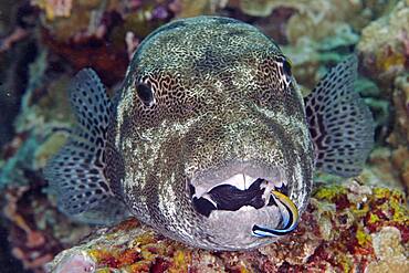 Star puffer (Arothron stellatus) and cleaner wrasse (Labroides dimidiatus), open mouth, Indo-Pacific Ocean