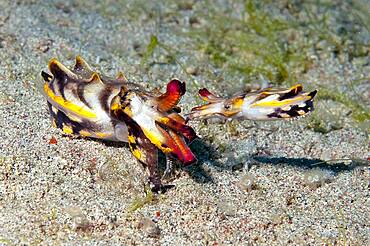 Mating of the flamboyant cuttlefish (Metasepia pfefferi), West Pacific, Philippines, Asia