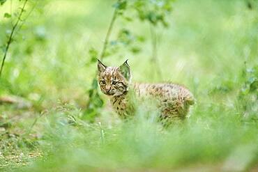 Eurasian lynx (Lynx lynx), kitten staying on the forestground, captive, Germany, Europe