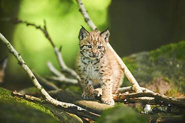 Eurasian lynx (Lynx lynx), kitten sitting on the forestground, captive, Germany, Europe