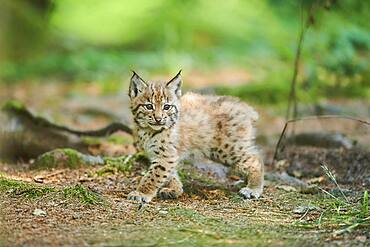 Eurasian lynx (Lynx lynx), kitten staying on the forestground, captive, Germany, Europe