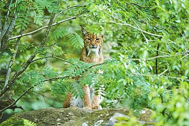 Eurasian lynx (Lynx lynx), staying in a forest, captive, Bavarian Forest National park, Germany, Europe