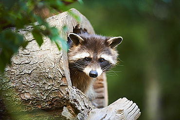 Raccoon (Procyon lotor), in a forest, captive, Germany, Europe