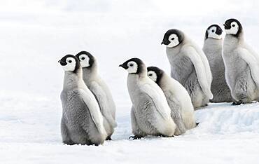 Sechs Kaiserkueken, Seis pingueinos Kaiser Chiks en la nieve